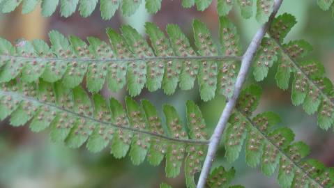 Fotografia da espécie Dryopteris affinis subesp. borreri var. borreri