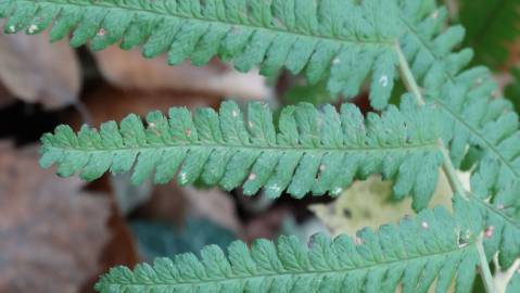 Fotografia da espécie Dryopteris affinis subesp. borreri var. borreri