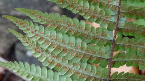 Fotografia da espécie Dryopteris affinis subesp. cambrensis