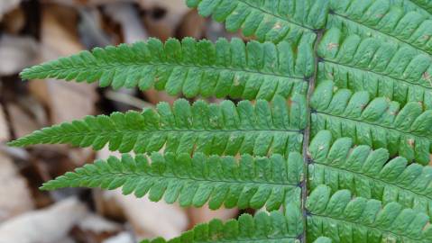 Fotografia da espécie Dryopteris affinis subesp. cambrensis