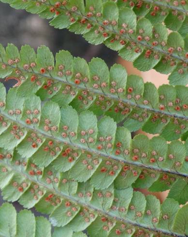 Fotografia de capa Dryopteris affinis subesp. cambrensis - do Jardim Botânico