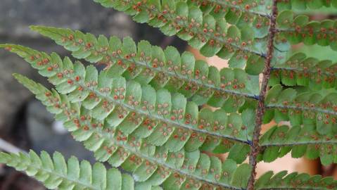 Fotografia da espécie Dryopteris affinis subesp. cambrensis