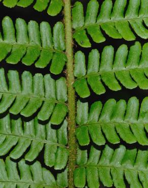 Fotografia 4 da espécie Dryopteris affinis subesp. cambrensis no Jardim Botânico UTAD