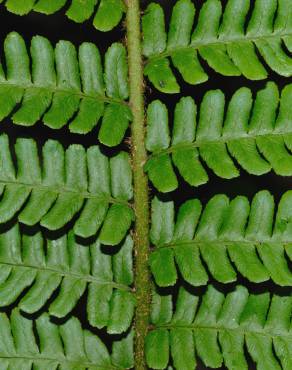 Fotografia 4 da espécie Dryopteris affinis subesp. cambrensis no Jardim Botânico UTAD