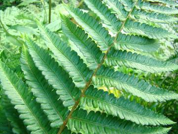 Fotografia da espécie Dryopteris affinis subesp. affinis