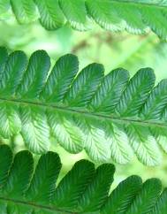 Dryopteris affinis subesp. affinis