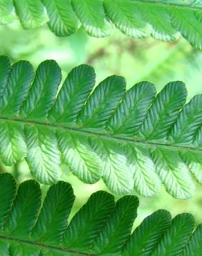 Fotografia 1 da espécie Dryopteris affinis subesp. affinis no Jardim Botânico UTAD