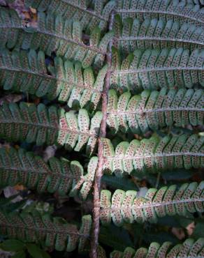 Fotografia 3 da espécie Dryopteris affinis subesp. affinis no Jardim Botânico UTAD