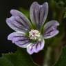 Fotografia 3 da espécie Malva neglecta do Jardim Botânico UTAD