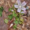 Fotografia 4 da espécie Malva neglecta do Jardim Botânico UTAD