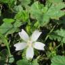 Fotografia 5 da espécie Malva neglecta do Jardim Botânico UTAD