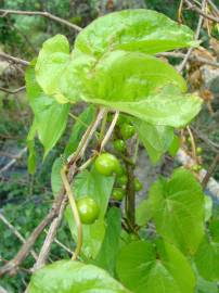 Fotografia da espécie Dioscorea communis