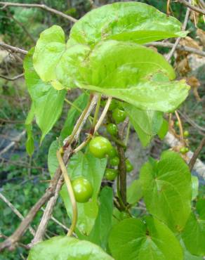 Fotografia 13 da espécie Dioscorea communis no Jardim Botânico UTAD