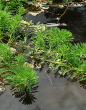 Fotografia 12 da espécie Myriophyllum aquaticum no Jardim Botânico UTAD