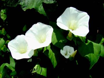 Fotografia da espécie Calystegia silvatica subesp. disjuncta