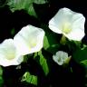 Fotografia 8 da espécie Calystegia silvatica subesp. disjuncta do Jardim Botânico UTAD