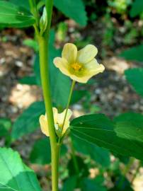 Fotografia da espécie Sida rhombifolia