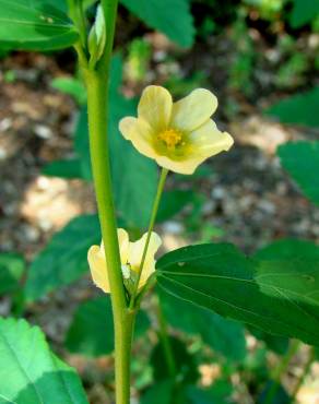 Fotografia 16 da espécie Sida rhombifolia no Jardim Botânico UTAD