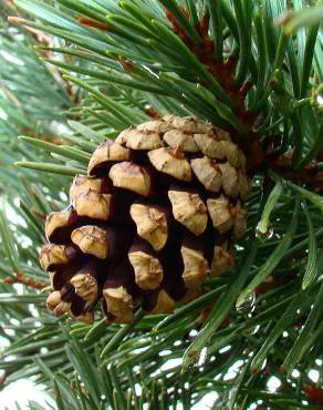 Fotografia 1 da espécie Pinus uncinata no Jardim Botânico UTAD
