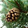 Fotografia 1 da espécie Pinus uncinata do Jardim Botânico UTAD