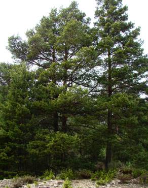 Fotografia 12 da espécie Pinus uncinata no Jardim Botânico UTAD