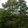 Fotografia 12 da espécie Pinus uncinata do Jardim Botânico UTAD