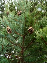 Fotografia da espécie Pinus uncinata