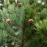 Fotografia 13 da espécie Pinus uncinata do Jardim Botânico UTAD