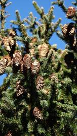 Fotografia da espécie Picea abies