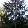 Fotografia 24 da espécie Picea abies do Jardim Botânico UTAD