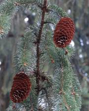 Fotografia da espécie Picea abies