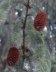 Picea abies