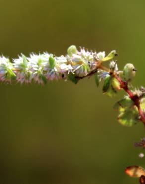 Fotografia 10 da espécie Illecebrum verticillatum no Jardim Botânico UTAD