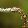 Fotografia 10 da espécie Illecebrum verticillatum do Jardim Botânico UTAD