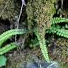 Fotografia 6 da espécie Asplenium trichomanes subesp. quadrivalens do Jardim Botânico UTAD