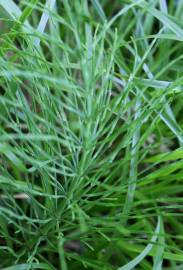 Fotografia da espécie Equisetum arvense