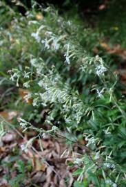 Fotografia da espécie Silene italica