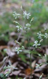 Fotografia da espécie Silene italica
