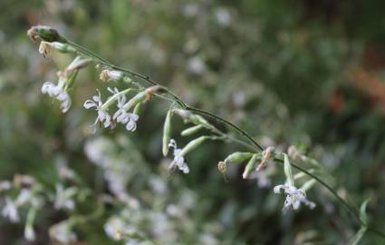 Fotografia da espécie Silene italica