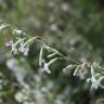 Fotografia 5 da espécie Silene italica do Jardim Botânico UTAD