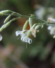 Fotografia da espécie Silene italica