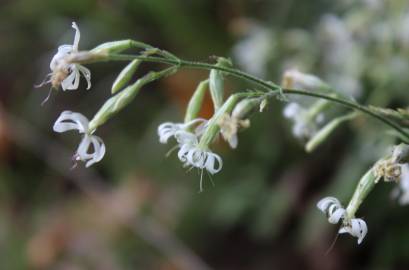 Fotografia da espécie Silene italica