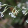 Fotografia 1 da espécie Silene italica do Jardim Botânico UTAD