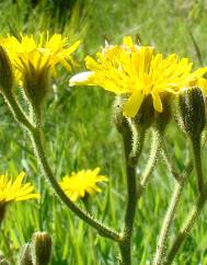 Crepis lampsanoides