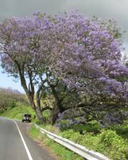 Fotografia da espécie Jacaranda mimosifolia