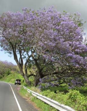 Fotografia 1 da espécie Jacaranda mimosifolia no Jardim Botânico UTAD