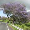 Fotografia 1 da espécie Jacaranda mimosifolia do Jardim Botânico UTAD