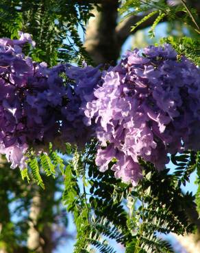 Fotografia 6 da espécie Jacaranda mimosifolia no Jardim Botânico UTAD