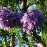 Fotografia 6 da espécie Jacaranda mimosifolia do Jardim Botânico UTAD