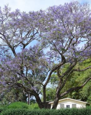 Fotografia 9 da espécie Jacaranda mimosifolia no Jardim Botânico UTAD